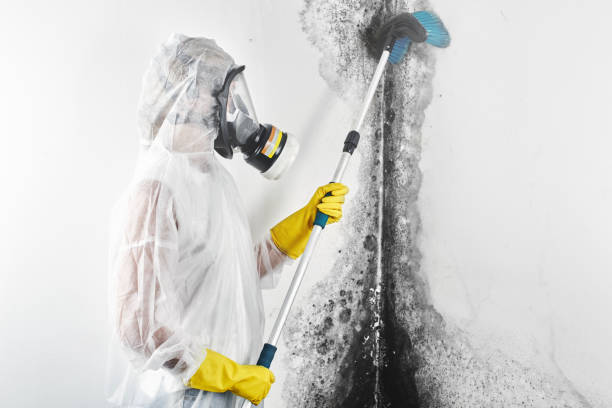 Professional Mold Removal in Riverside, AL